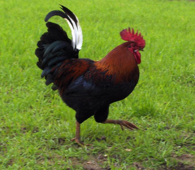 coq