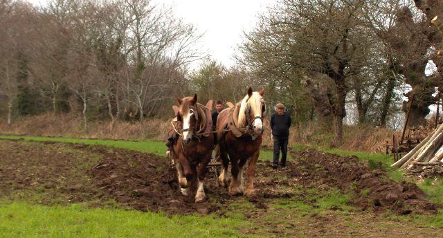 penprat chevaux 1